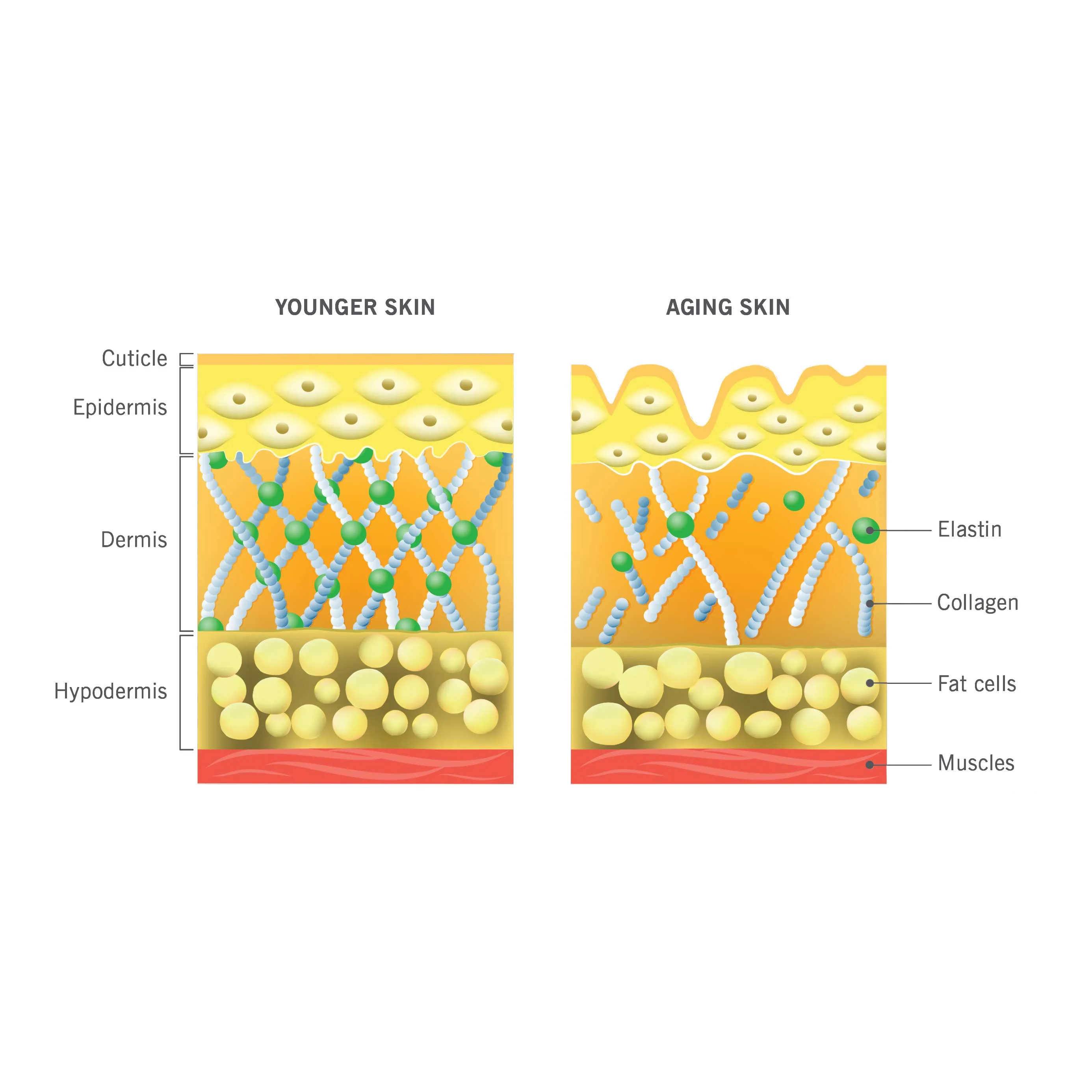 Skin Collagen Support - Image 4